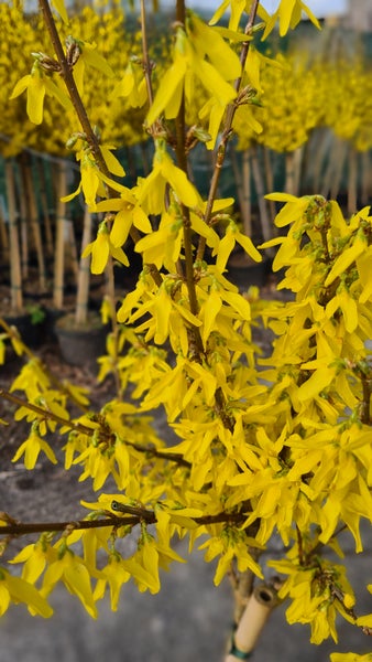 Forsythia intermedia Lynwood Gold- Stämmchen, Goldglöckchen Höhe inklusive Topf: 130-140 cm
