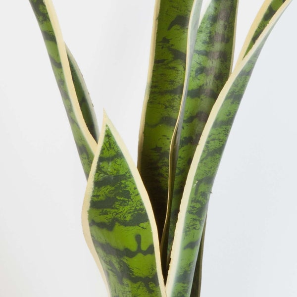 Bogenhanf Sansevieria Laurentii mit aufrechten, grün gemusterten Blättern und gelben Rändern.