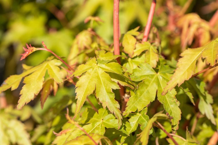 Acer palmatum 'Bi-Hoo', Japanischer Ahorn, gelbe Rinde, 40–60 cm