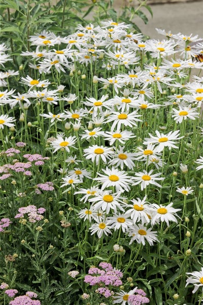 Leucanthemum x superbum 'Alaska', Margerite, weiß, ca. 9x9 cm Topf