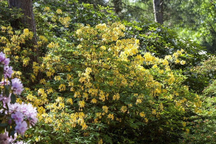 Gelbe Azaleenbüsche in einem Garten