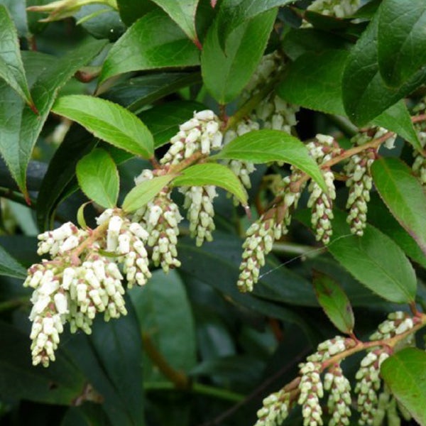 Nahaufnahme von Heidekrautgewächsen mit Blättern und Blüten