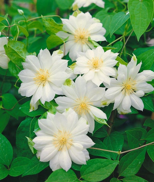 Clematis texensis 'Duchess of Edinburgh', weiß, 60–100 cm