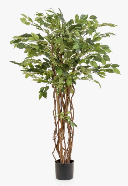 Künstlicher Ficus Benjamini mit verflochtenem Stamm aus Naturholz in schwarzem Kunststofftopf.