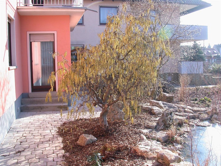 Corylus avellana 'Contorta', Korkenzieherhasel, 40–60 cm