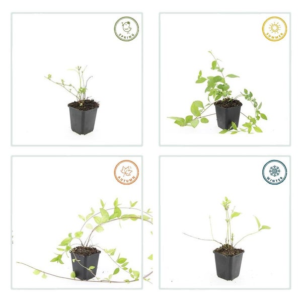 Bodendecker - Großblättriges Immergrün - Vinca major 'Alba' - 9cm Topf - Set mit 40 Pflanzen
