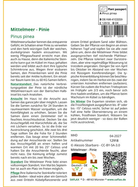 SAFLAX Garden to go - Mittelmeer - Pinie - Pinus pinea - 6 Samen - Mit Topf, Klima - Deckel und Anzuchtsubstrat