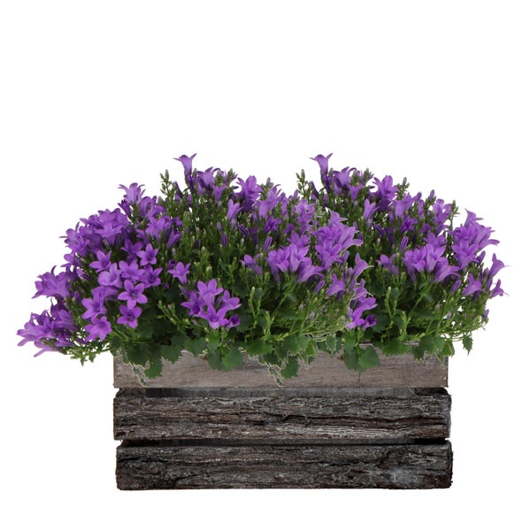 Campanula Addenda Ambella Glockenblume Intensives Lila Holzschale mit 2 Gartenpflanzen 12cm Topf mehrjährig winterhart