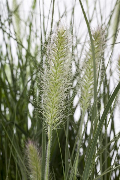 Detailaufnahme von Ziergras im Garten