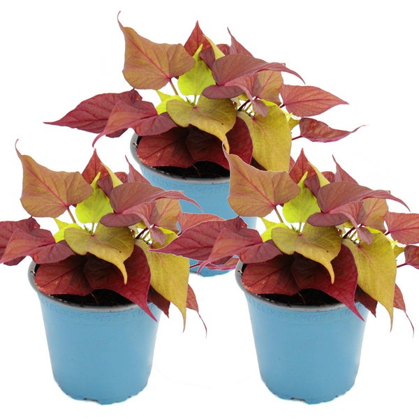Süßkartoffel - Beet- und Balkonpflanze - Ipomoea batatas - 12cm - Set mit 3 Pflanzen - braun