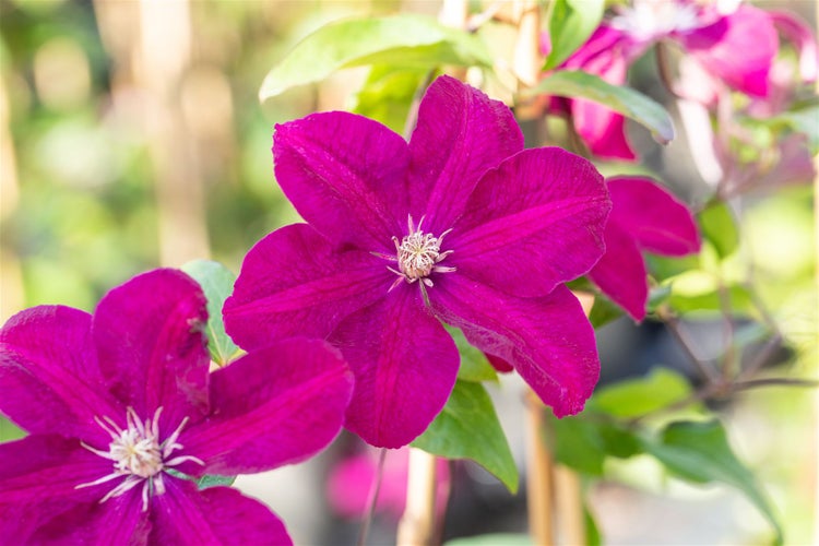 Clematis Hybride 'Ernest Markham', Waldrebe, purpurrot, 100–150 cm