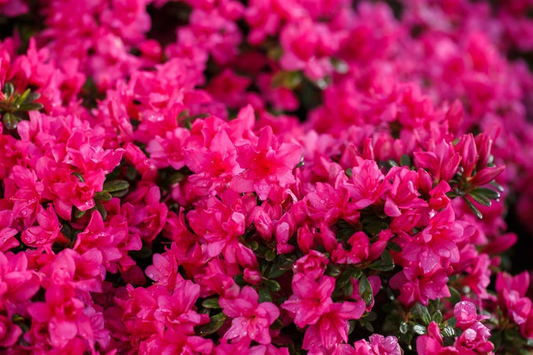 Rhododendron obtusum 'Melina', Azalee, rosa Blüten, 20–25 cm