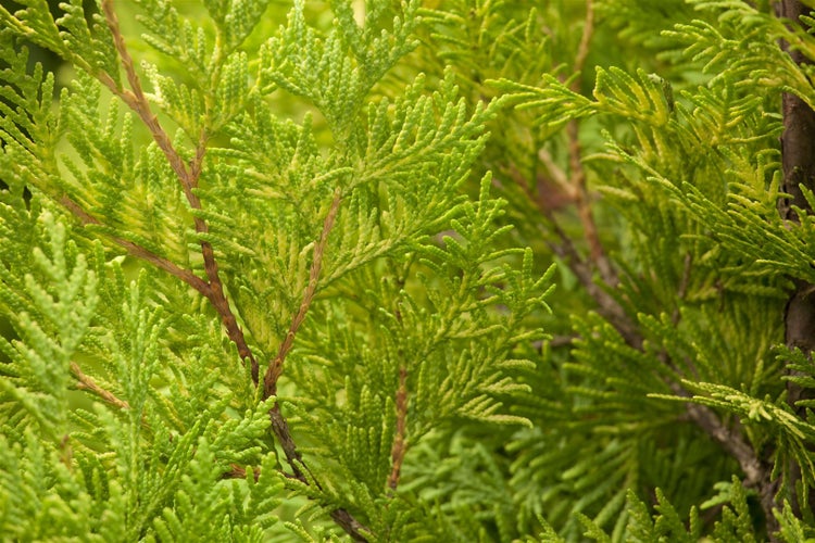 Thuja occidentalis 'Yellow Ribbon', Lebensbaum, gelbgrün, 20–30 cm