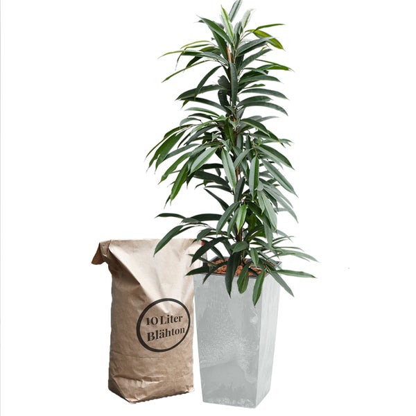 Zimmerpflanze in einem Pflanzgefäß mit einer Packung 10 Liter Blähton