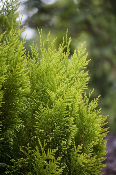 Thuja plicata '4ever Goldy' ®, gelbgrün, 80–100 cm