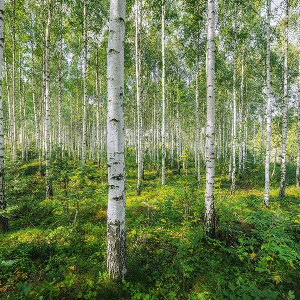 Bilder einer dichten Baumgruppe mit Birken