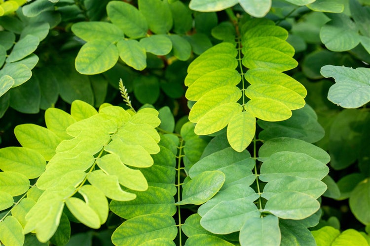 Nahaufnahme der gefiederten Blätter einer Robinie im Garten