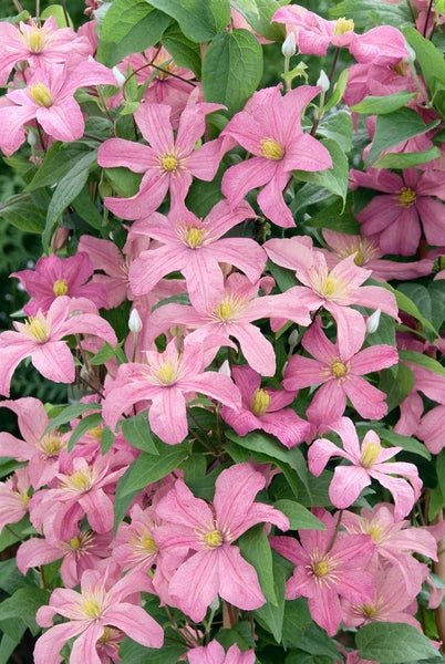 Clematis Hybrid 'Comtesse de Bouchaud', rosa Blüten, 60–100 cm