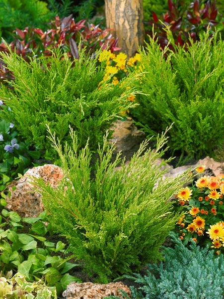 Juniperus horizontalis 'Andorra Compact', Kriech-Wacholder, 20–30 cm