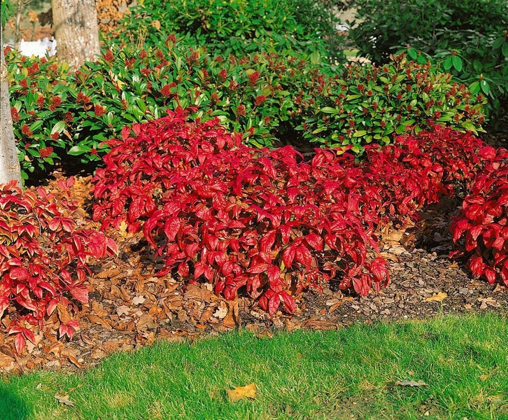 Nandina domestica 'Firepower', Himmelsbambus, rot, 30–40 cm