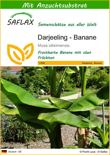 SAFLAX  - Darjeeling - Banane - Musa sikkimensis - 5 Samen - Mit keimfreiem Anzuchtsubstrat