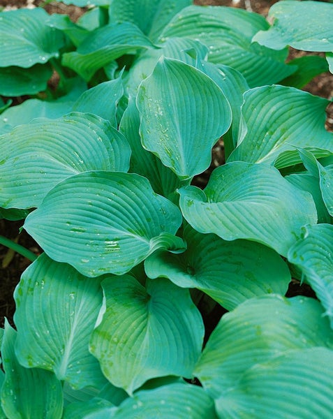 Hosta sieboldiana 'Blue Angel', Blaublatt-Funkie, ca. 13 cm Topf