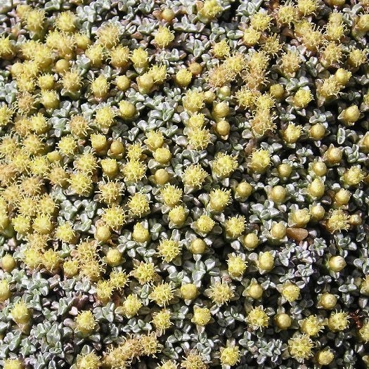 Nahaufnahme von Sagina-Plant-Gelbblüten