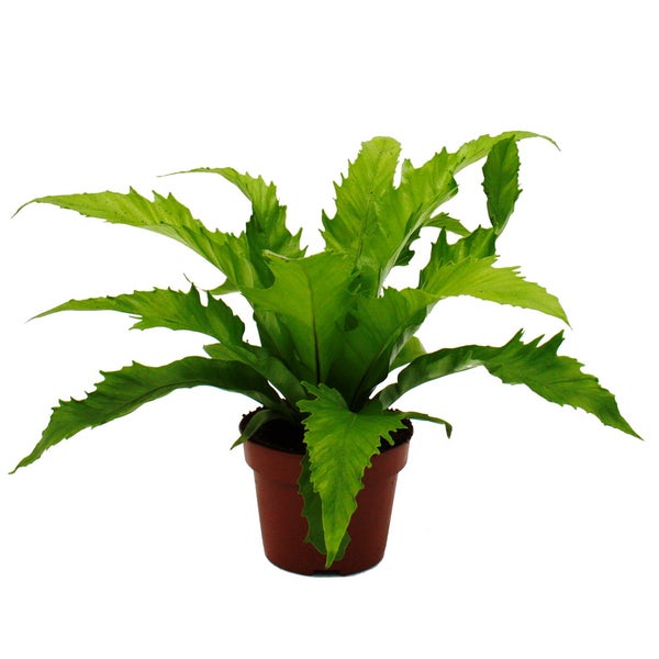 Asplenium nidus Gioia besondere Farn-Sorten fürs Zimmer Nestfarn 12cm Topf ca. 25cm hoch Gioia