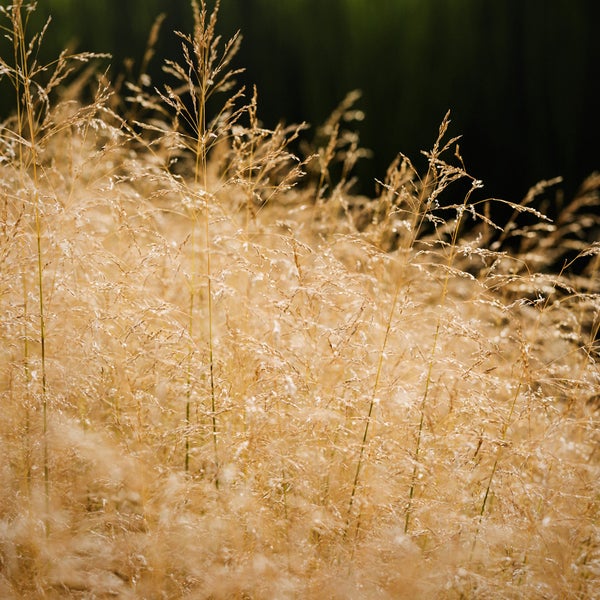 Nahaufnahme von Ziergras im Garten.