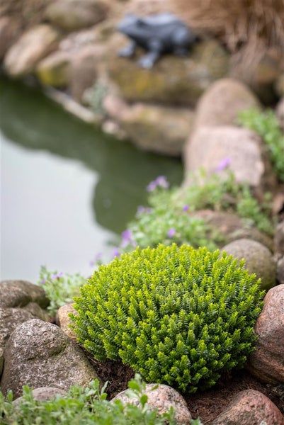 Szene mit Teich, Felsen und grüner Pflanze im Garten