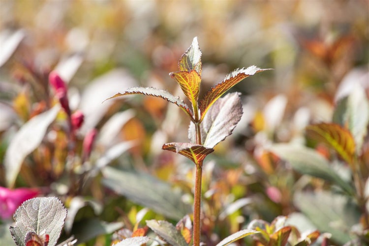 Nahaufnahme einer Pflanze mit gezackten Blättern im Garten
