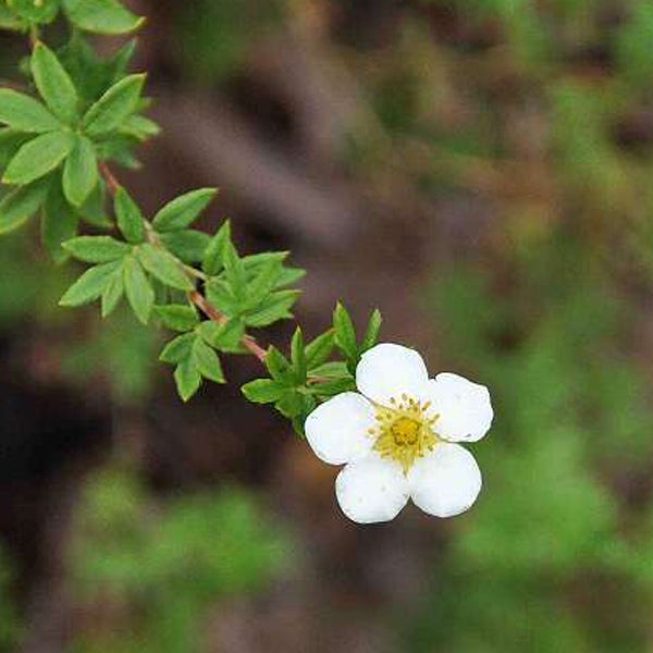 Blüte der Strauch-Fingerkraut Pflanze