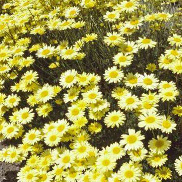 Gelbe Margeritenblüten im Gartenbeet