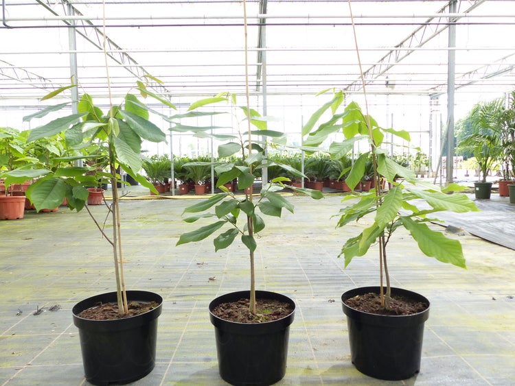 Drei junge Indianerbananen (Asimina triloba) in schwarzen Töpfen mit Stützstäben in einem hellen Gewächshaus.