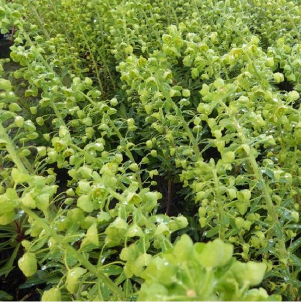 Im Bild ist eine Detailaufnahme von Wolfsmilch zu sehen.