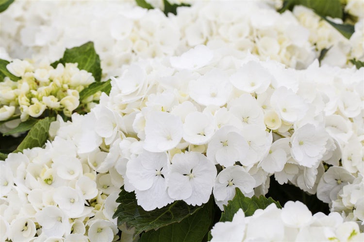 Hydrangea macrophylla 'First White', Hortensie, weiß, 40–50 cm