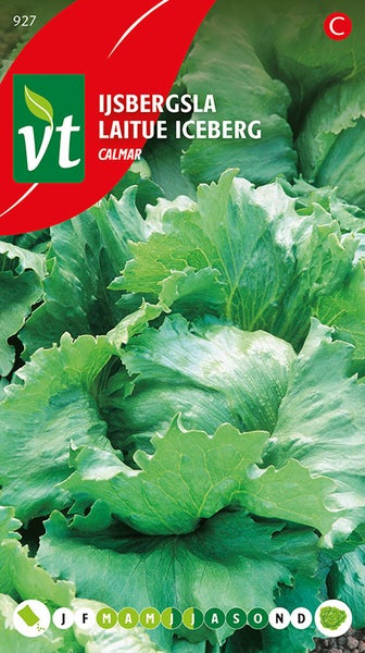 Eisbergsalat Calmar Samen