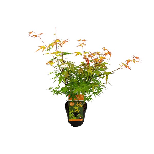 Bloomique - Acer Palmatum 'Katsura' - Japanischer Ahorn - Gartenpflanzen - Winterhart - ⌀13 cm - 25-35 cm