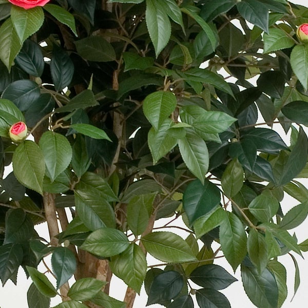 Künstliche Kamelie mit grünen Blättern und rosa Blütenknospen.