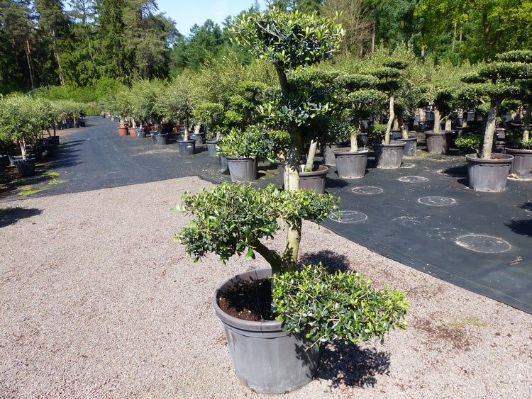 Olivenbaum 8 Pon Pon Bonsai Formgehölz Gartenbonsai Olea europaea Olive winterhart