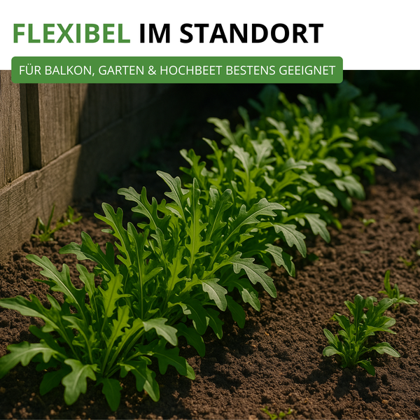 Frische Rucola-Pflanzen im Gartenbeet, geeignet für Balkon, Garten und Hochbeet.