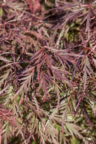 Acer palmatum 'Dissectum Garnet', Japanischer Ahorn, rotlaubig, 30–40 cm