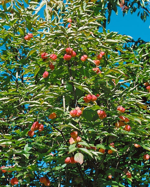 Staphylea pinnata, Pimpernuss, 40–60 cm, dekorative Früchte