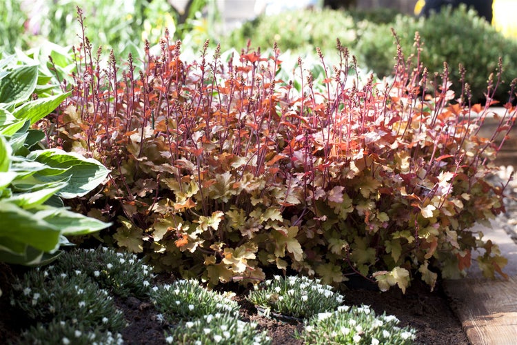 Heuchera villosa 'Marmalade', Purpurglöckchen, orange, ca. 11x11 cm Topf