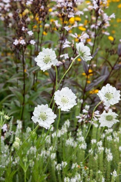 Scabiosa caucasica 'Miss E.Willmott', Skabiose, ca. 9x9 cm Topf