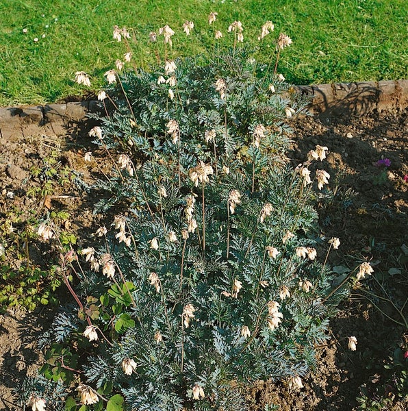 Dicentra formosa 'Aurora', Tränendes Herz, weiß, ca. 9x9 cm Topf