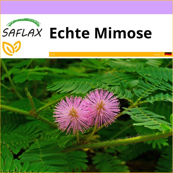 SAFLAX  - Echte Mimose - Mimosa pudica - 70 Samen