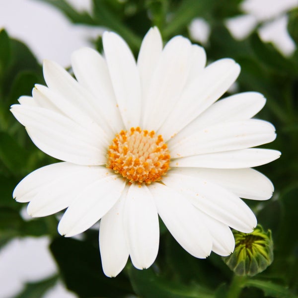 Kapkörbchen - Osteospermum ecklonis - 11cm Topf - Set mit 3 Pflanzen - weiß