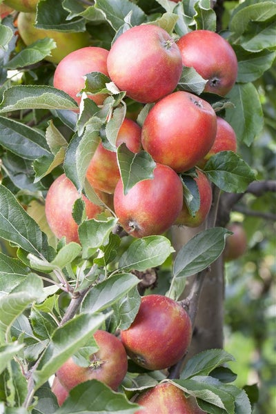 Rote Äpfel an einem Zweig mit grünen Blättern am Apfelbaum.