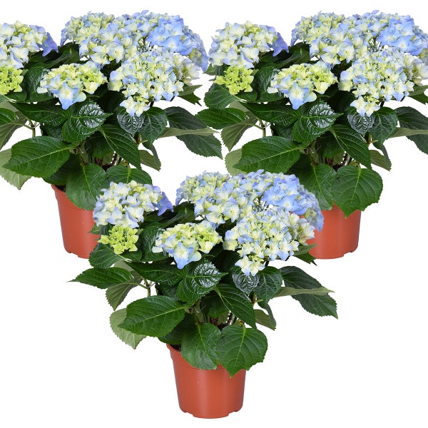 3x Hydrangea Macrophylla 'Early Blue' - Hortensie - Strauch - Winterherz – ⌀14 cm - ↕30-40 cm